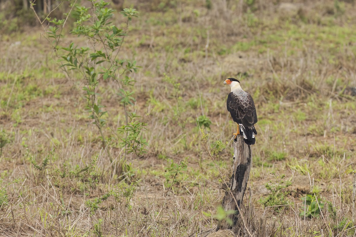 Crested Caracara - ML627028179