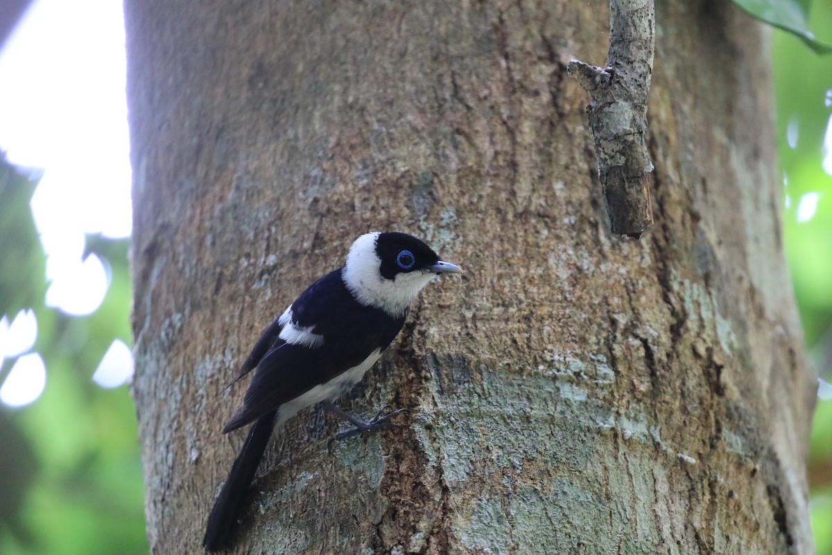 Pied Monarch - ML627028280