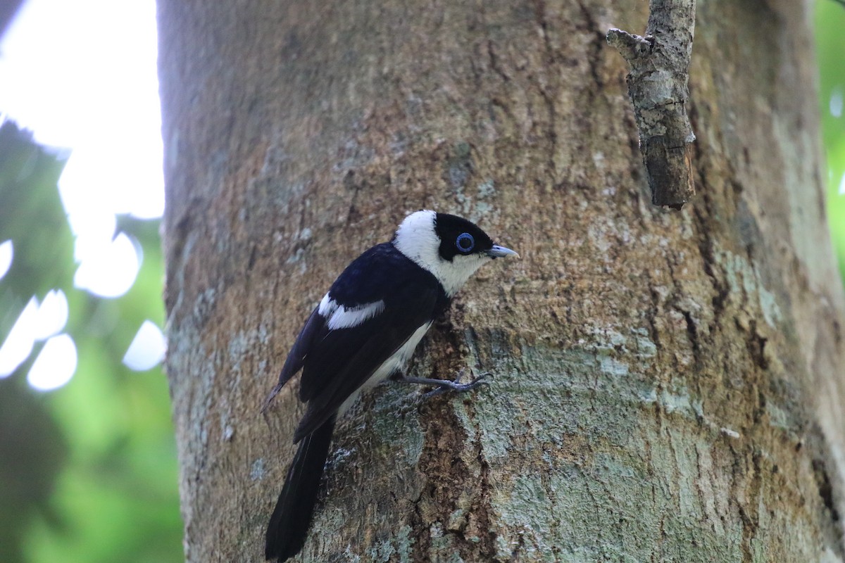 Pied Monarch - ML627028281