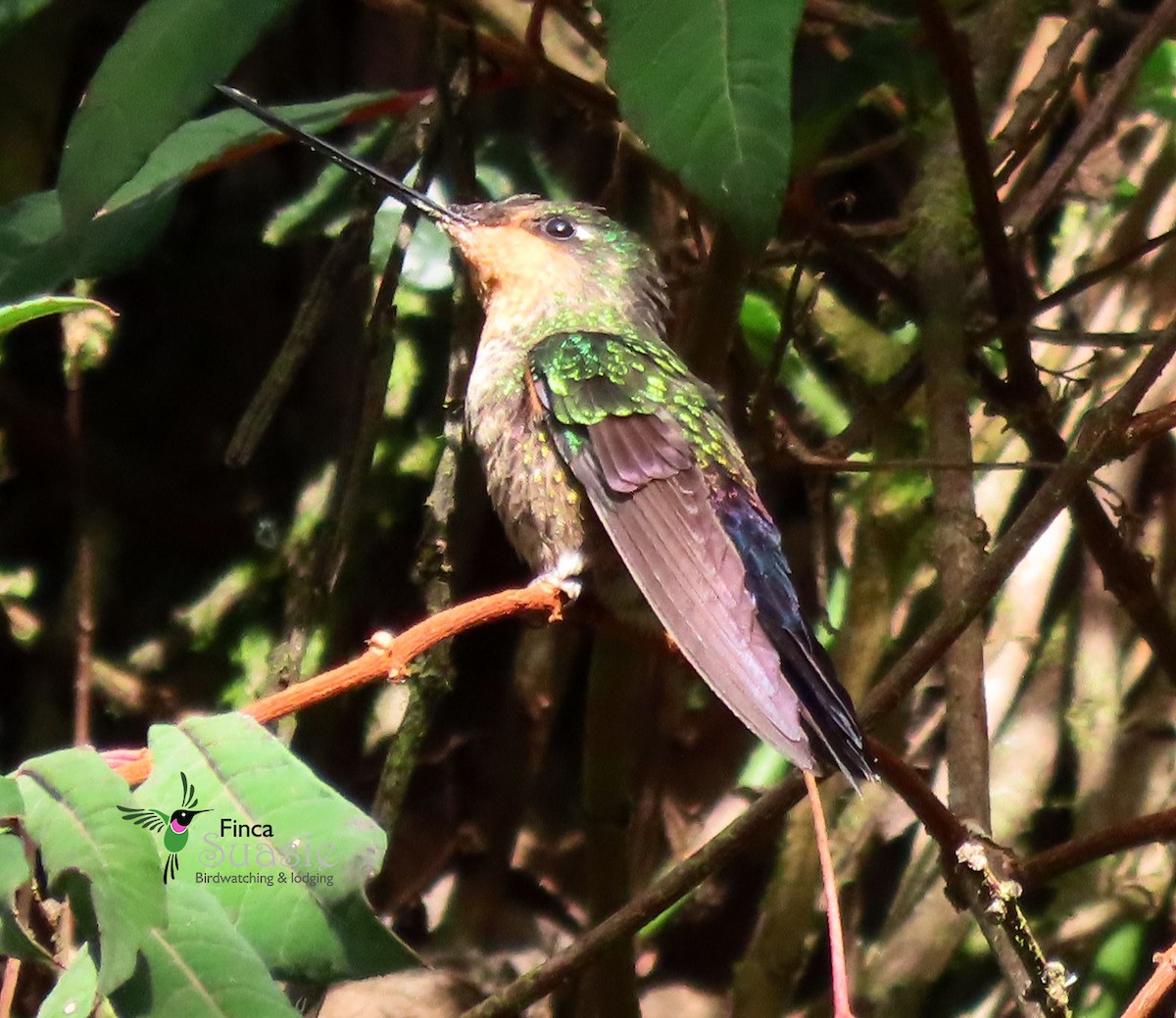 Blue-throated Starfrontlet - ML627028540