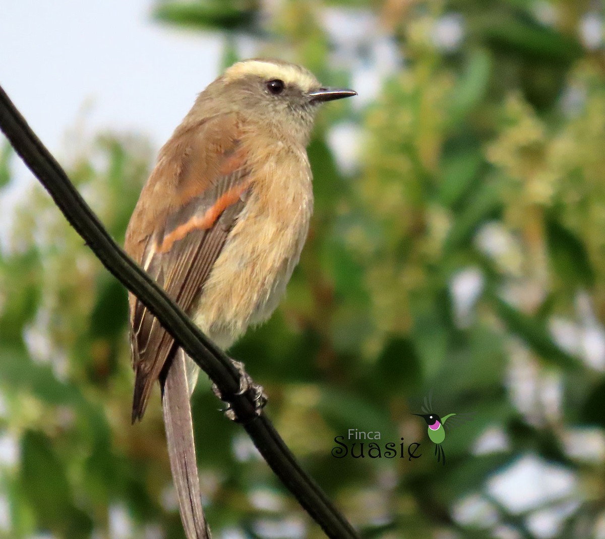 Brown-backed Chat-Tyrant - ML627028559