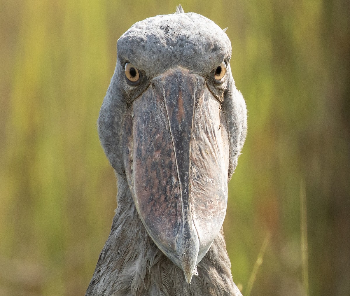 Shoebill - ML627028777