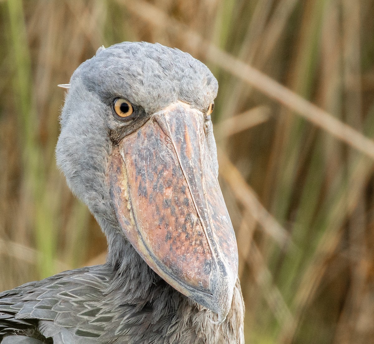 Shoebill - ML627028778