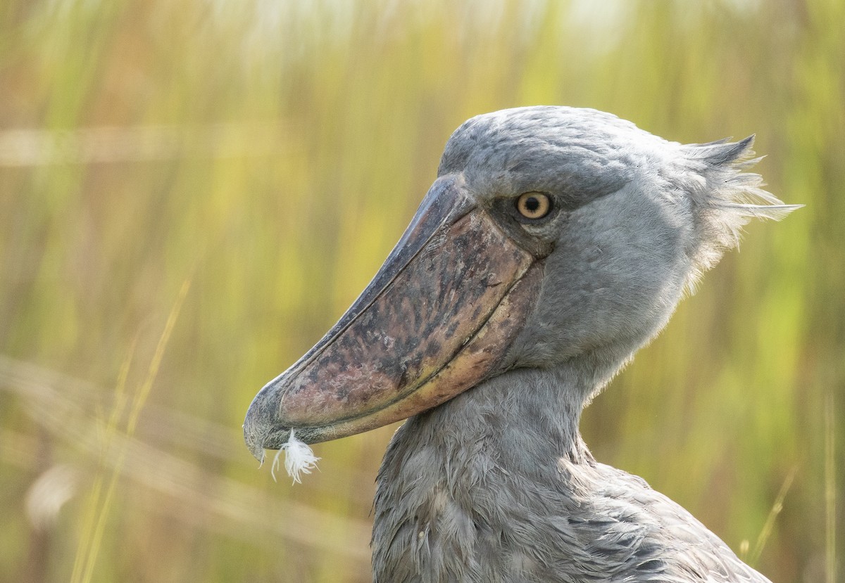 Shoebill - ML627028780