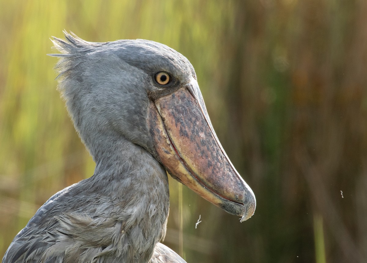 Shoebill - ML627028781