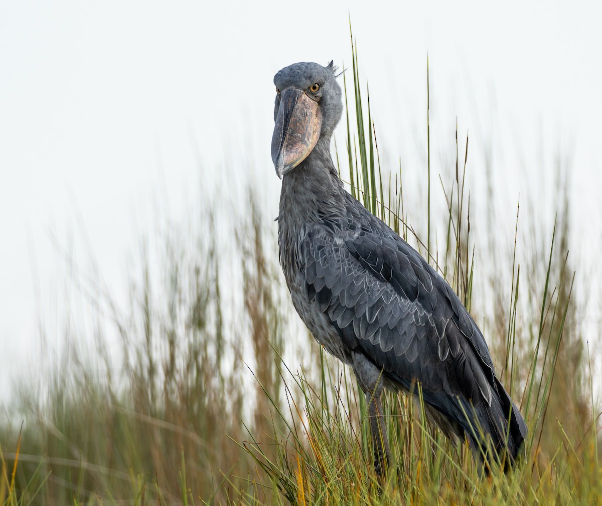 Shoebill - ML627028782
