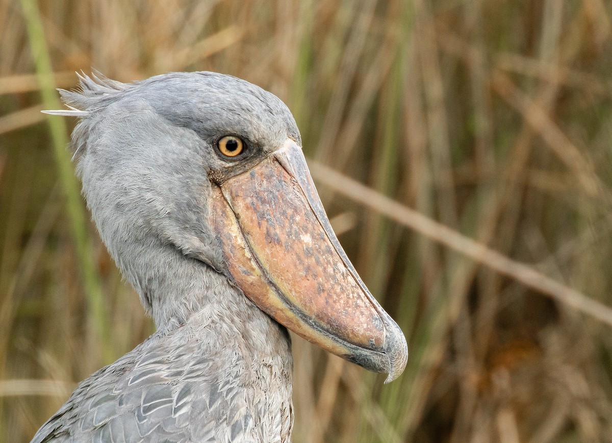 Shoebill - ML627028783