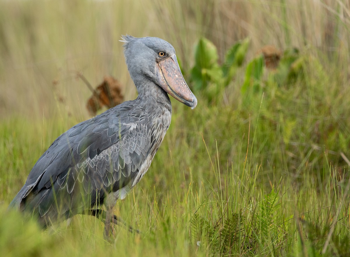 Shoebill - ML627028787