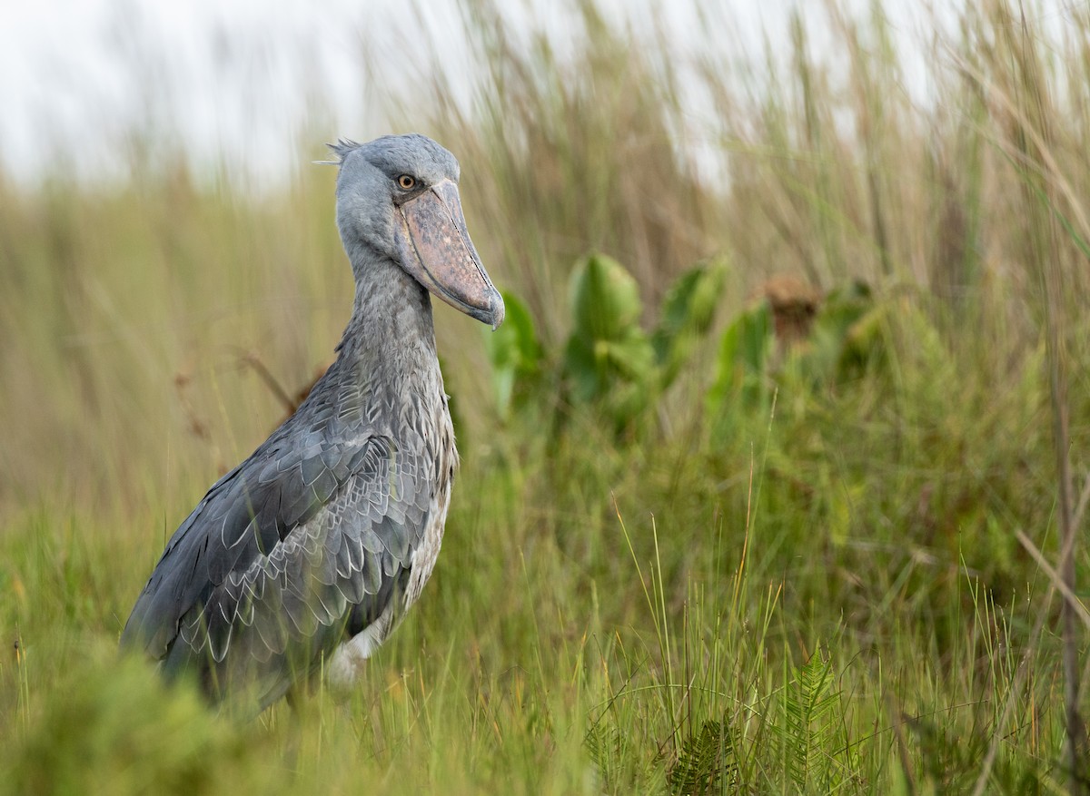 Shoebill - ML627028788