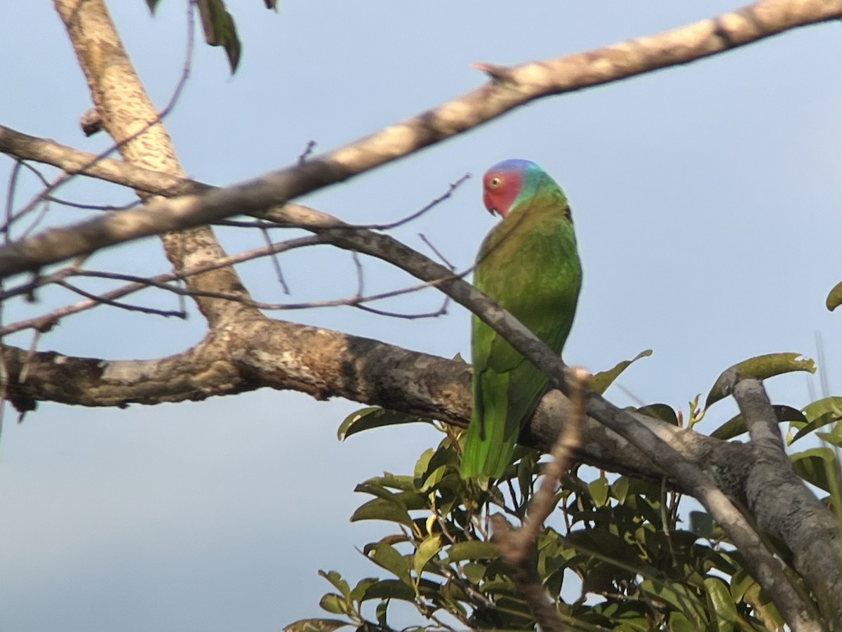 Red-cheeked Parrot - Jenny Bowman