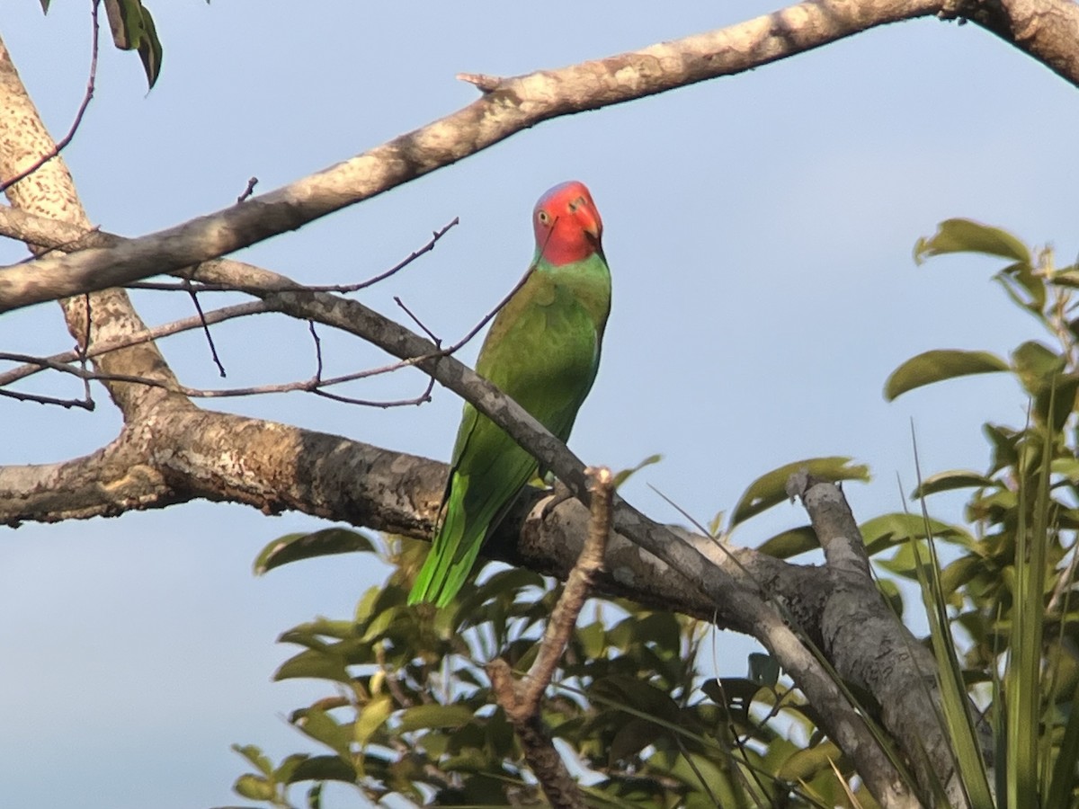 Red-cheeked Parrot - Jenny Bowman