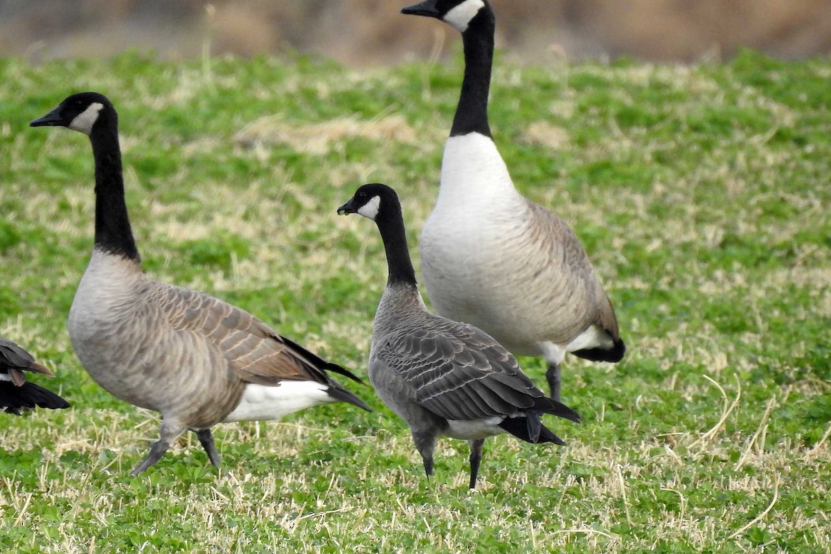 Cackling Goose - ML627029066