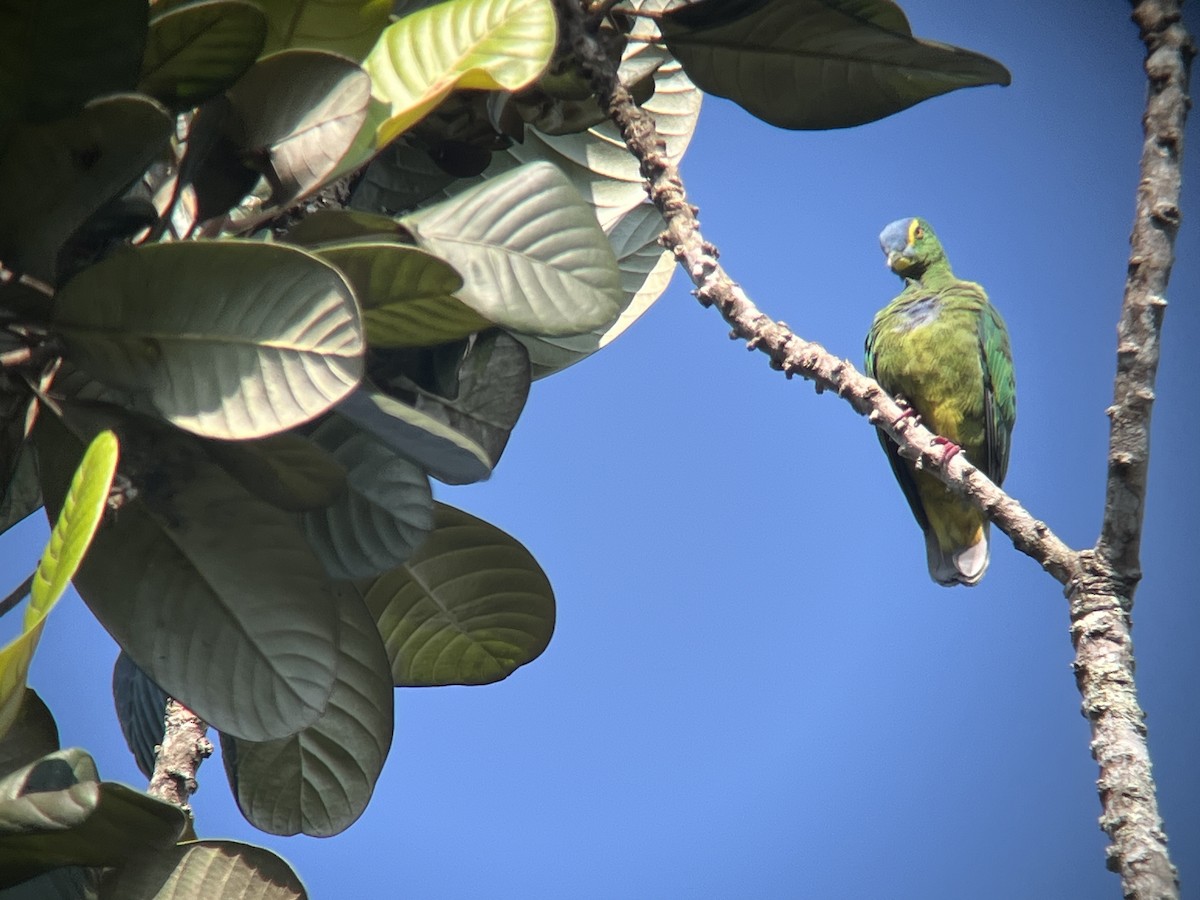 Blue-capped Fruit-Dove - ML627029084