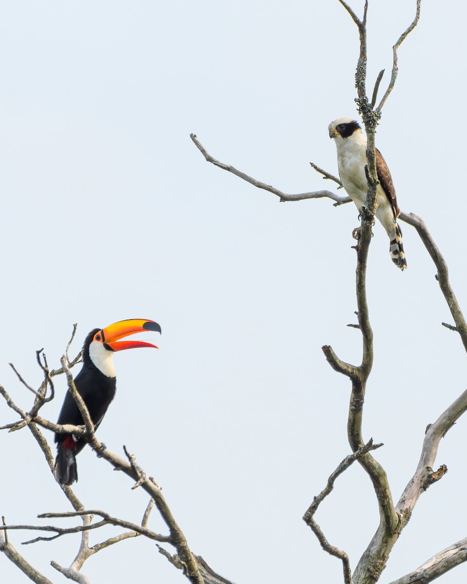 Toco Toucan - ML627029173