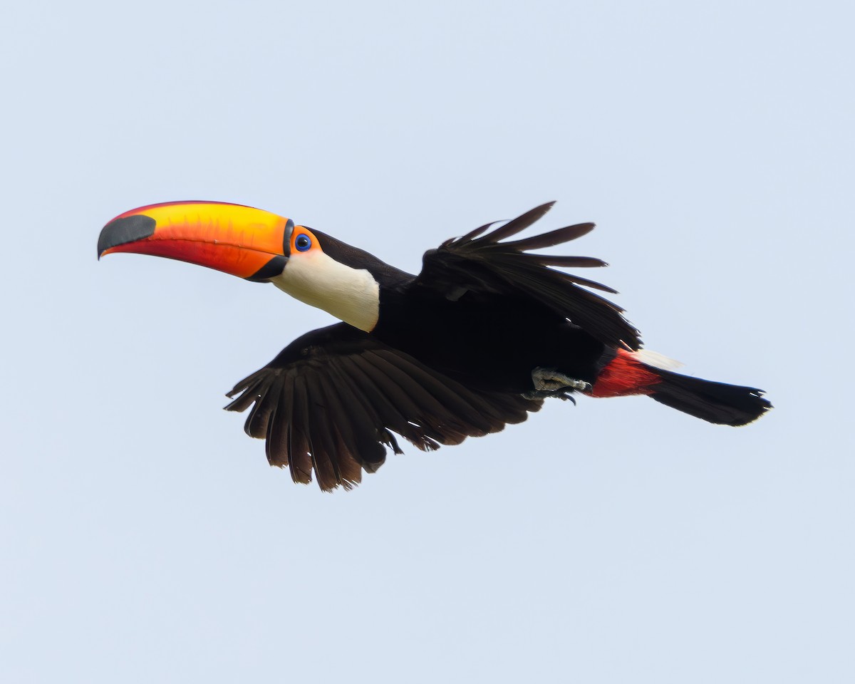 Toco Toucan - ML627029176