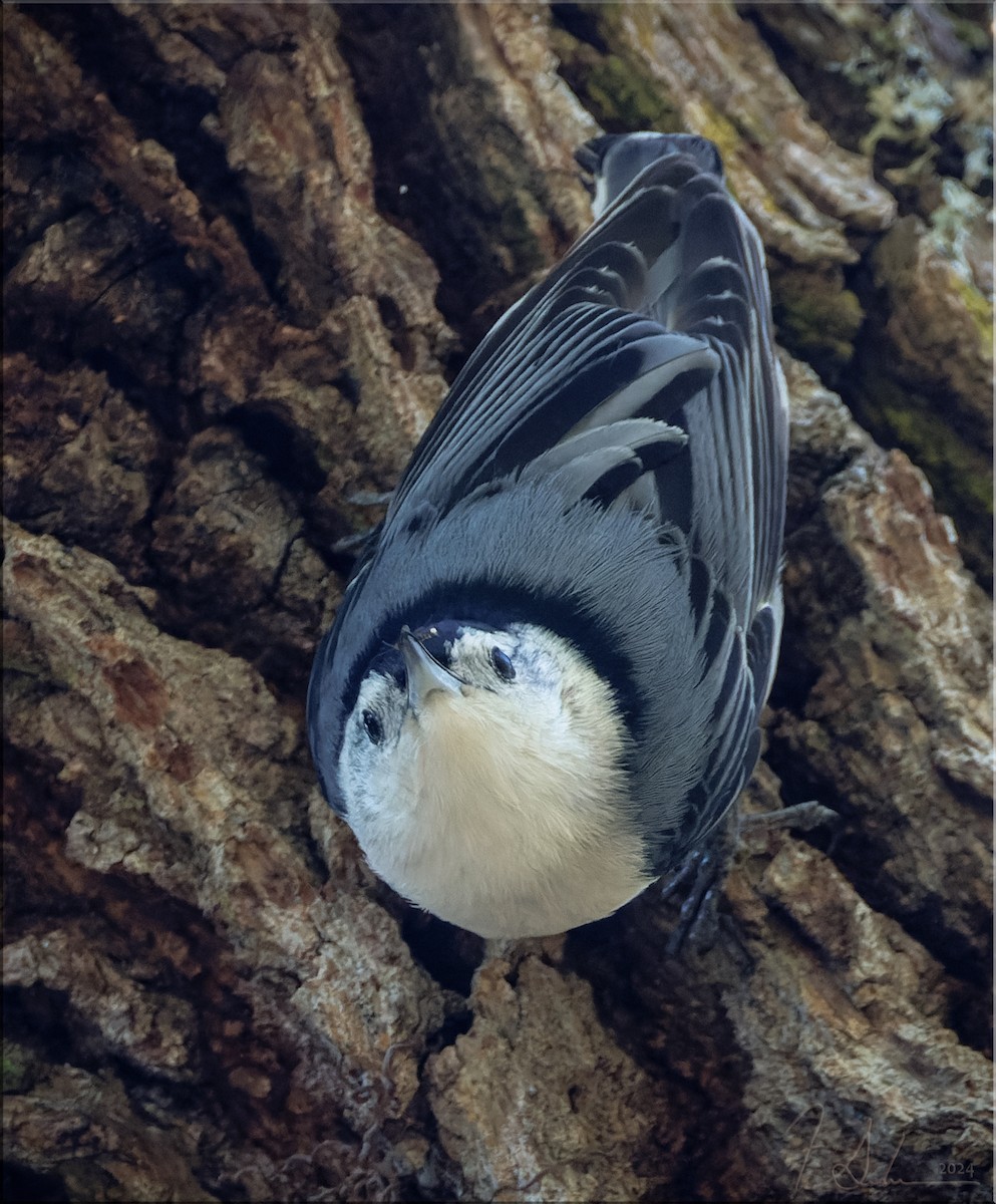 White-breasted Nuthatch - ML627029230