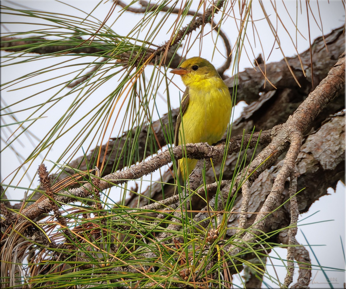 Western Tanager - ML627029331