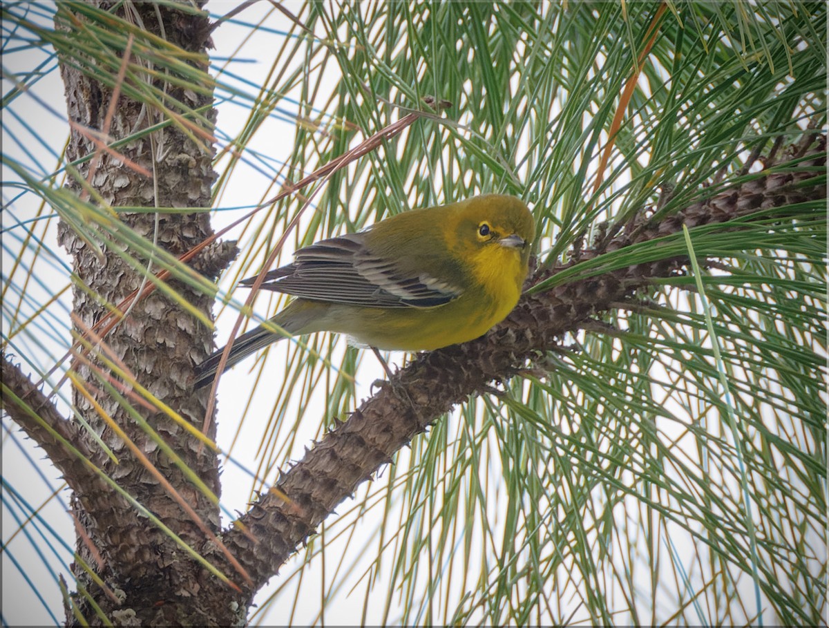 Pine Warbler - ML627029376