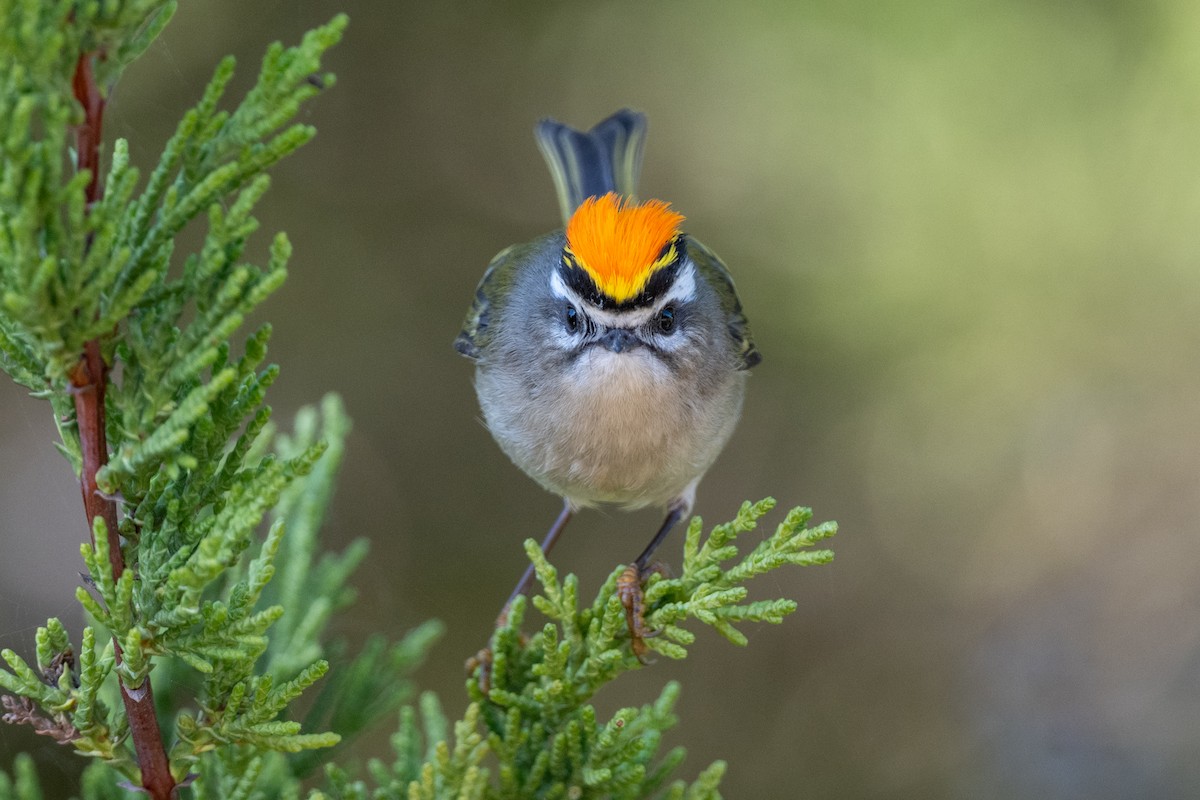 Golden-crowned Kinglet - Tom Hambleton