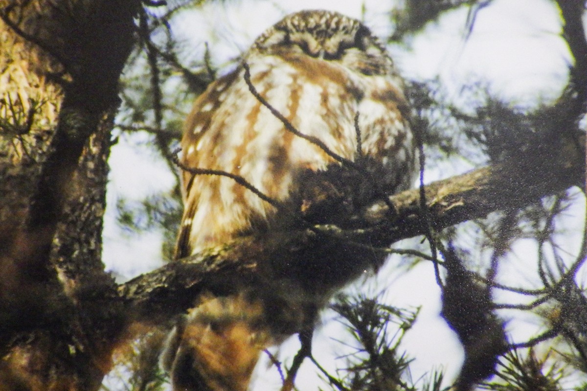 Boreal Owl - ML627029412