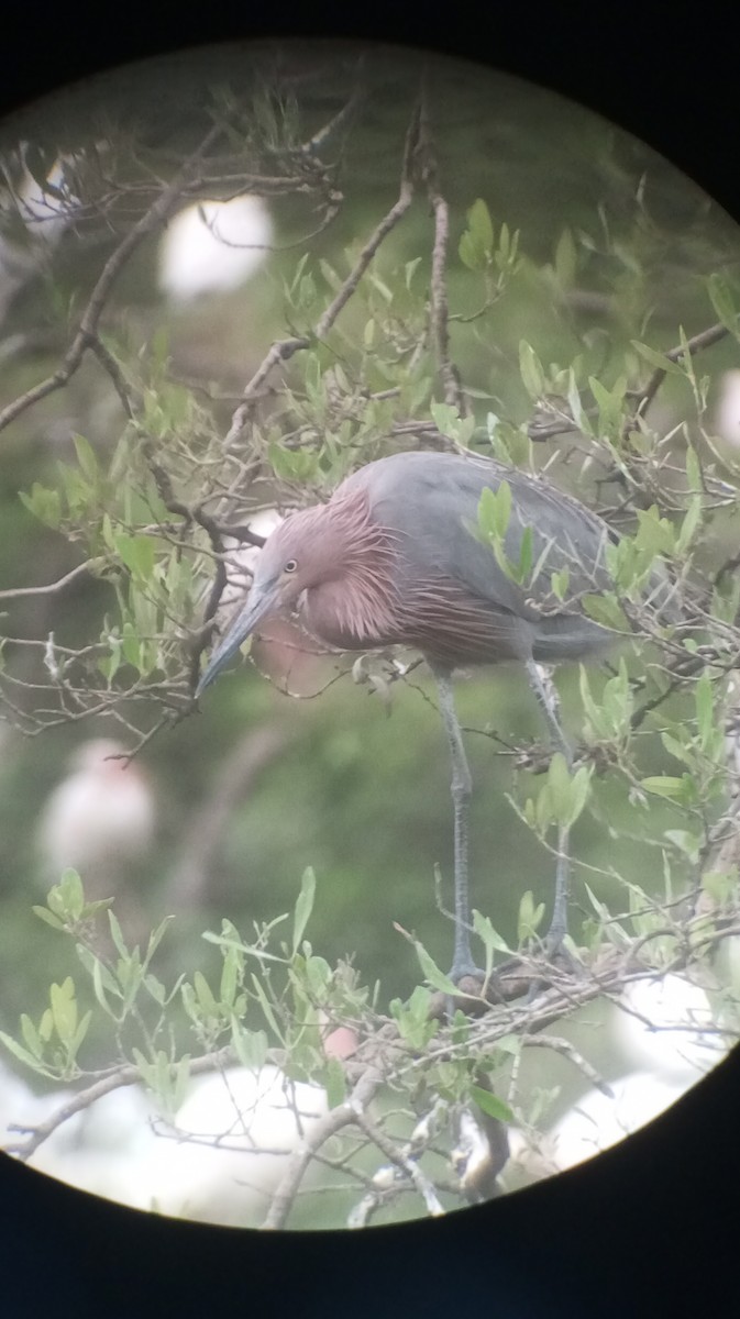 アカクロサギ - ML627029662