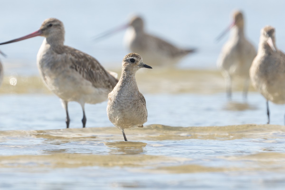 American Golden-Plover - ML627030139