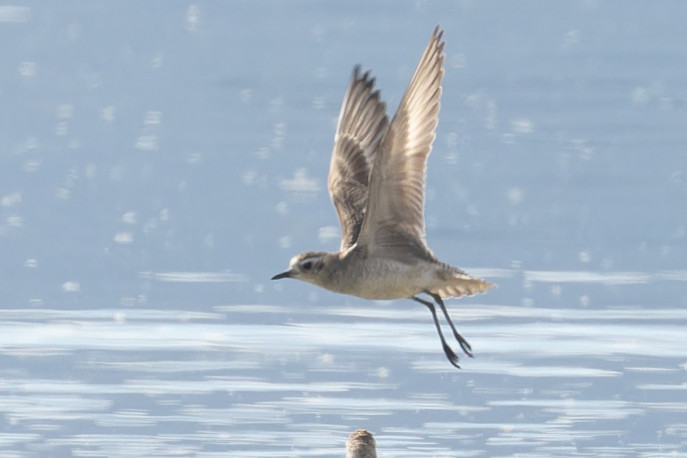 American Golden-Plover - ML627030140