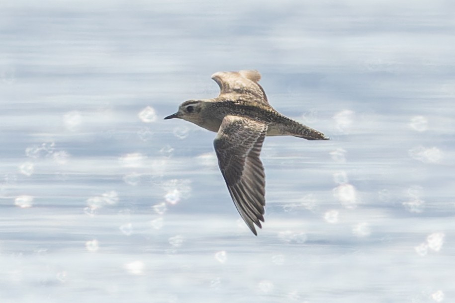 American Golden-Plover - ML627030141