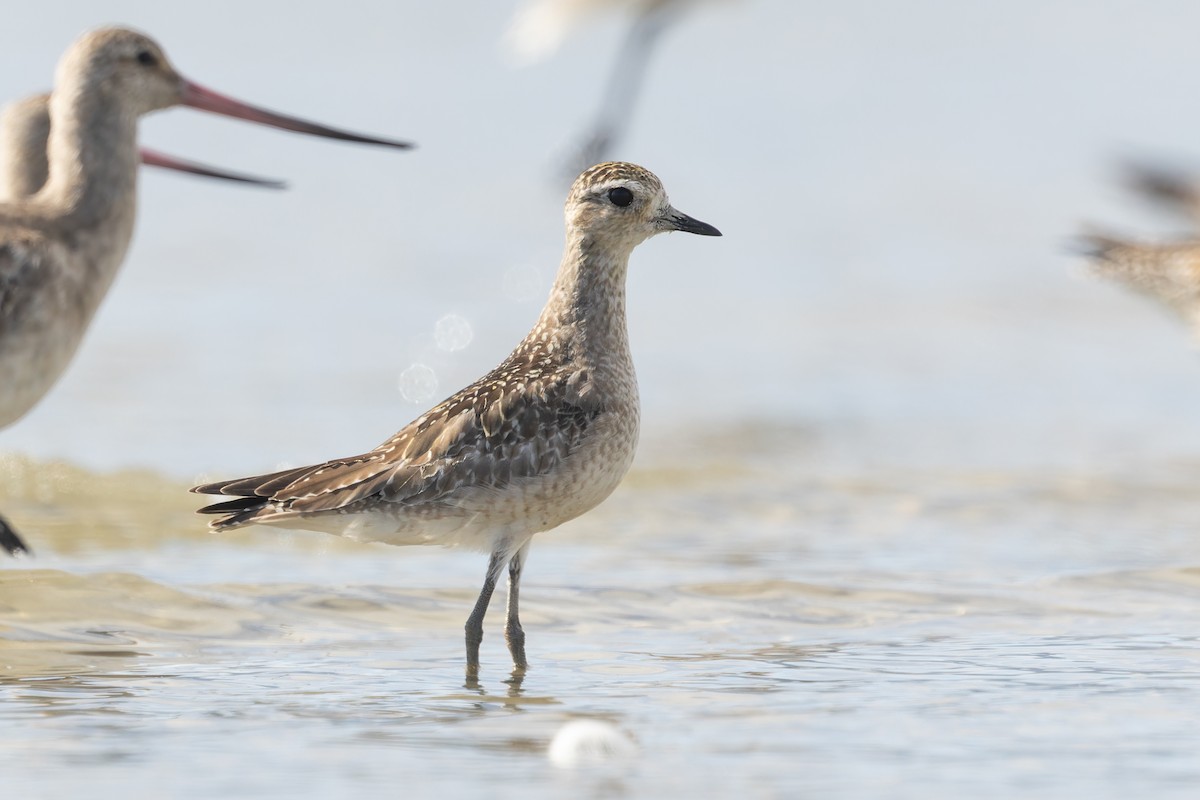 American Golden-Plover - ML627030142