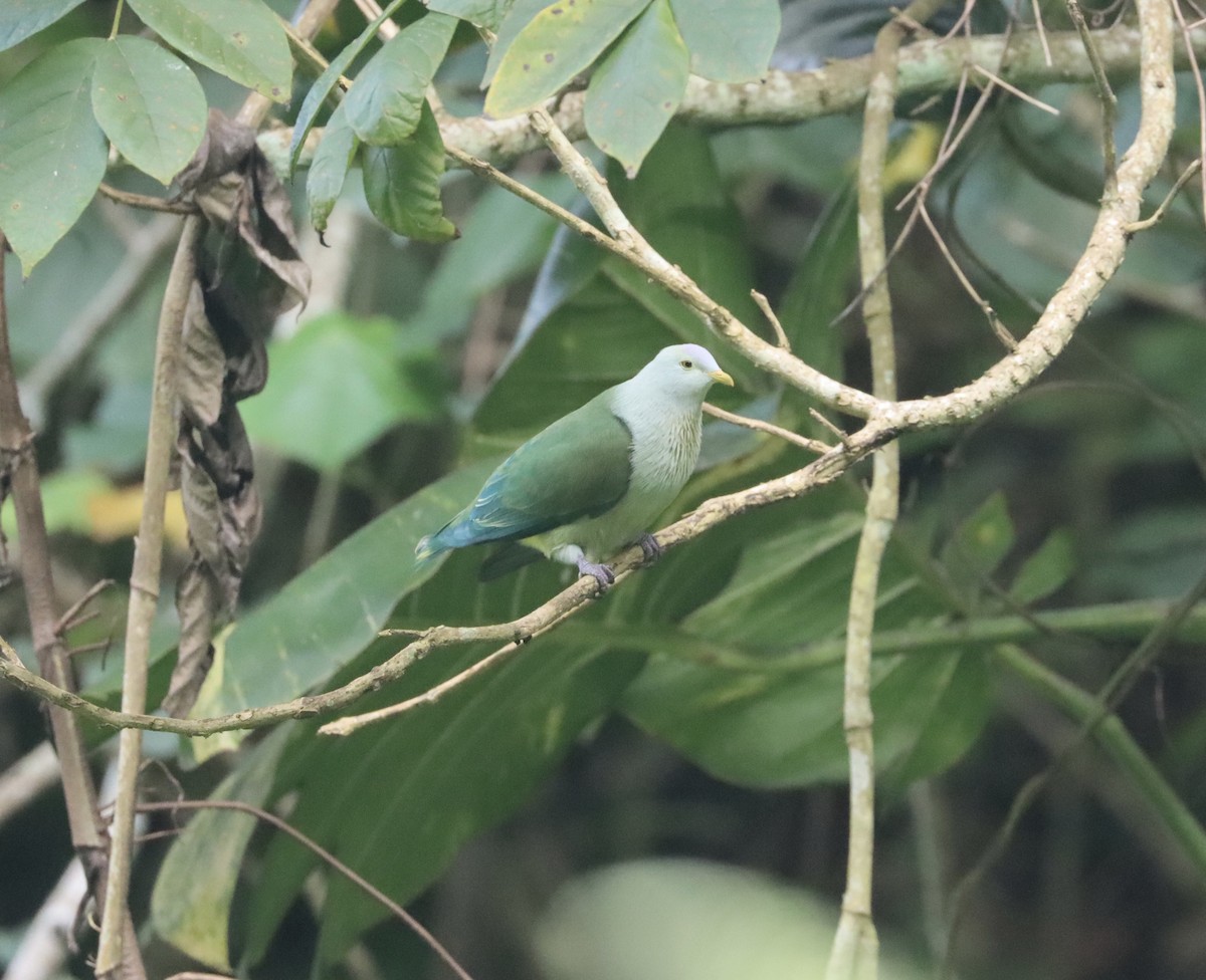 Gray-green Fruit-Dove - ML627030223