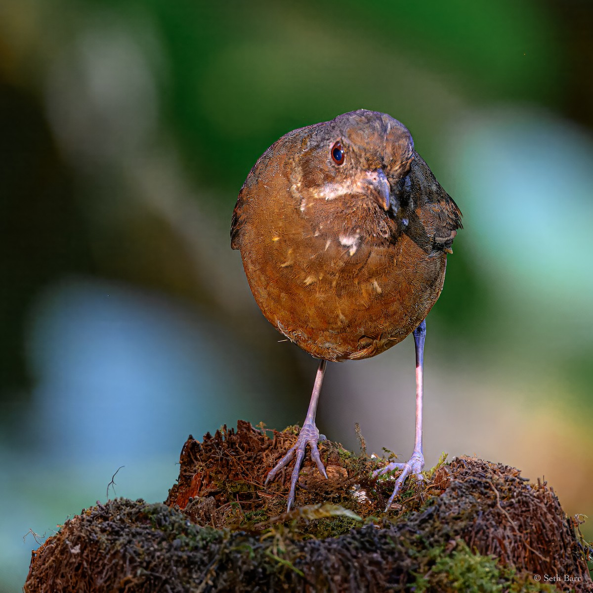 Moustached Antpitta - ML627030696