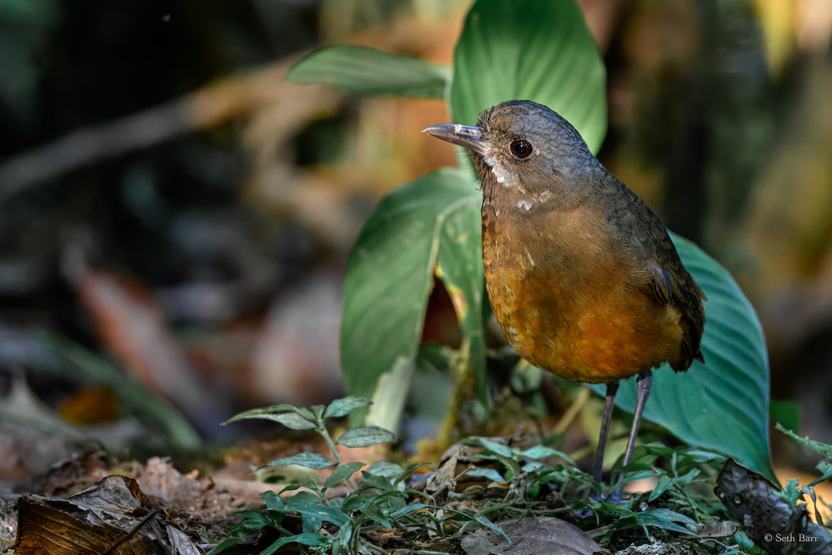 Moustached Antpitta - ML627030698