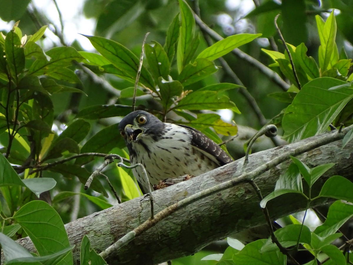 Double-toothed Kite - ML627030909