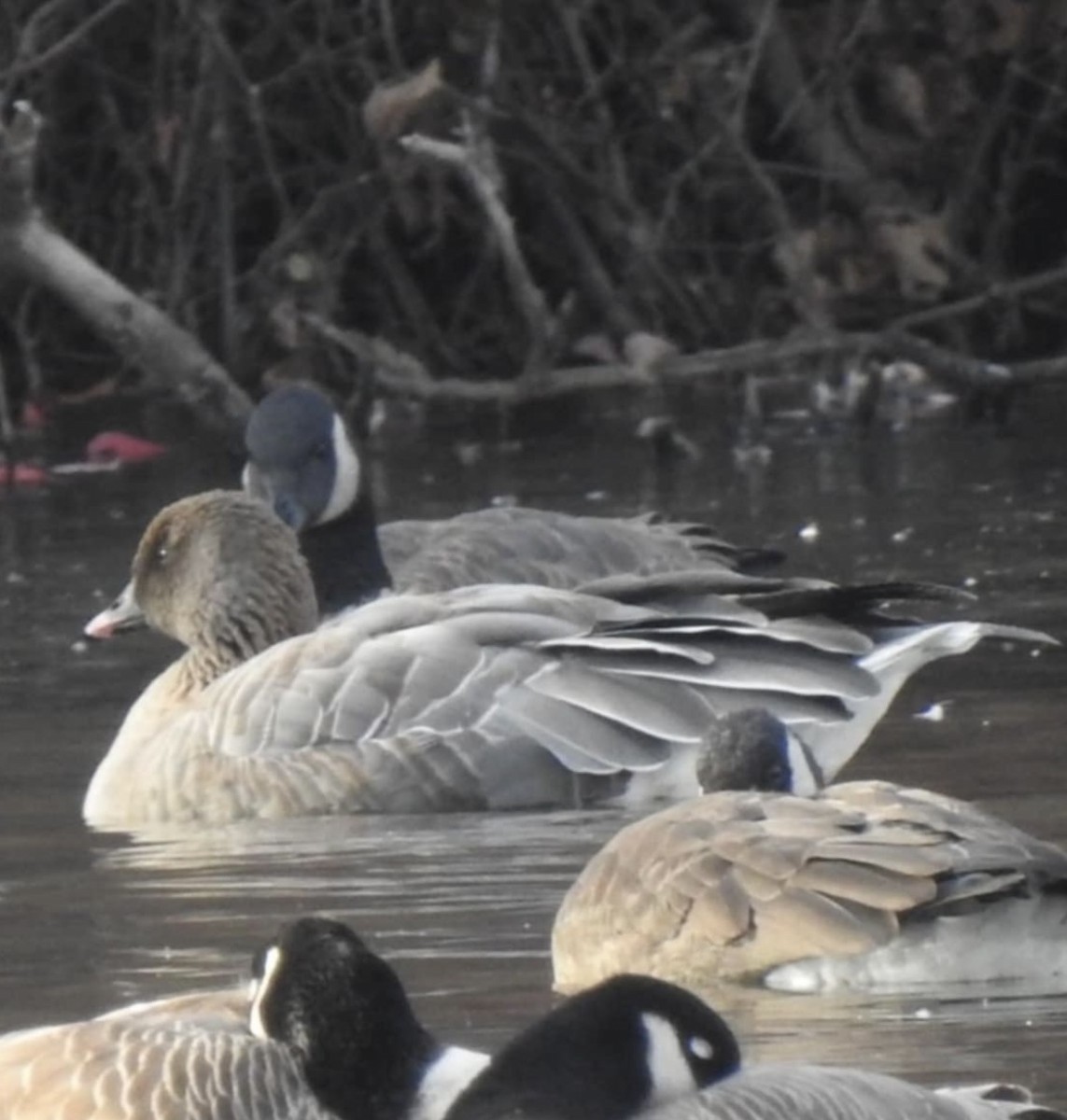 Pink-footed Goose - ML627030911