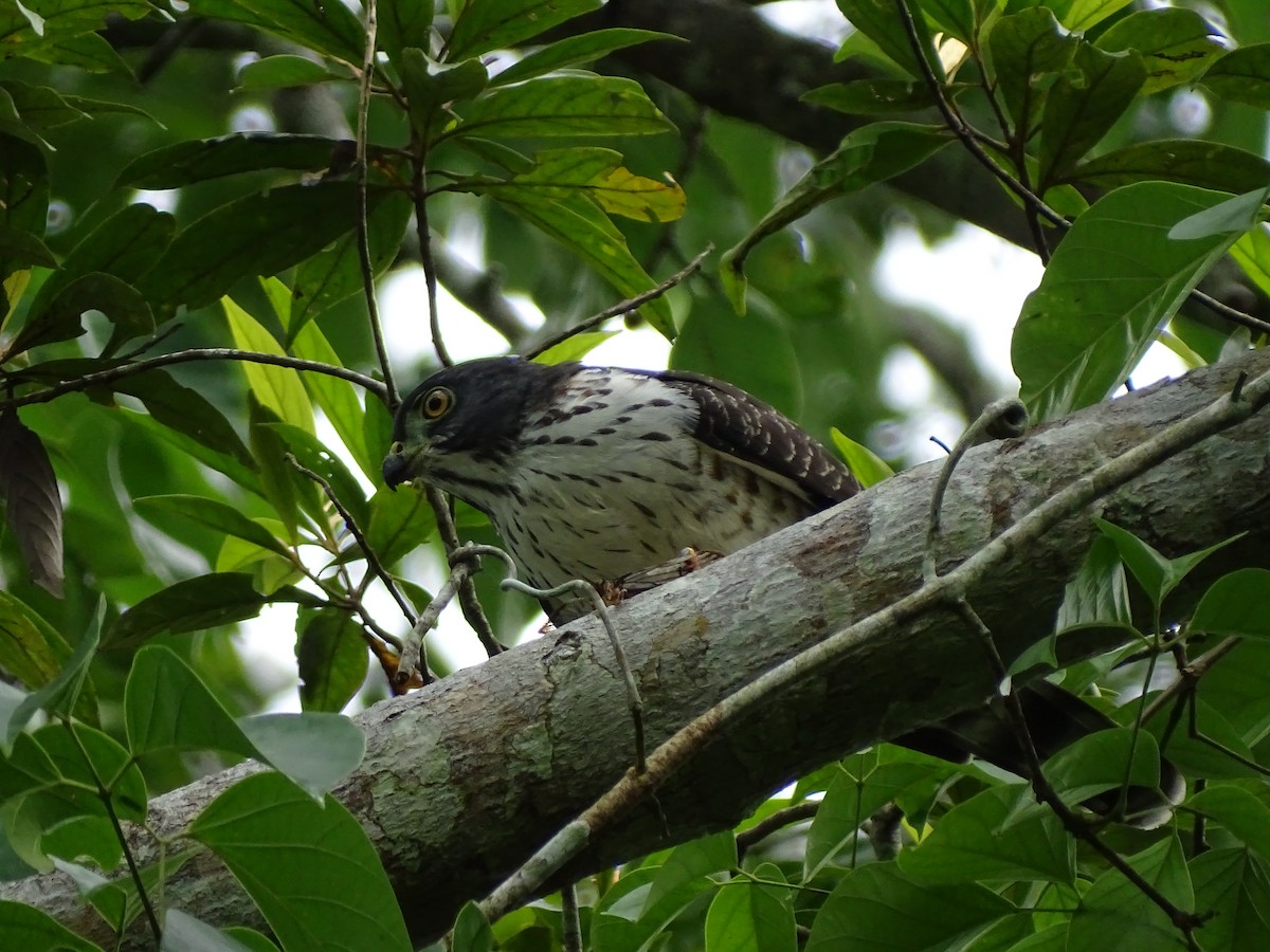 Double-toothed Kite - ML627030927