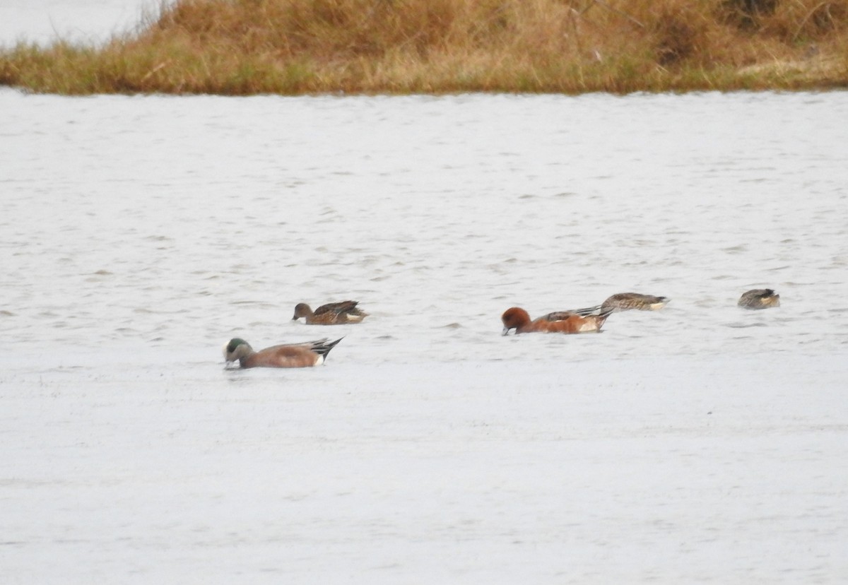 Eurasian Wigeon - ML627030974