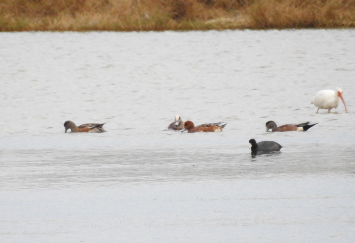 Eurasian Wigeon - ML627030979