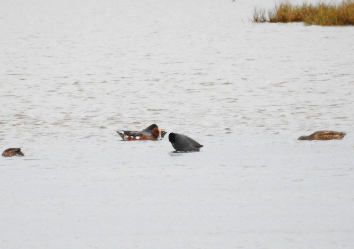 Eurasian Wigeon - ML627030988