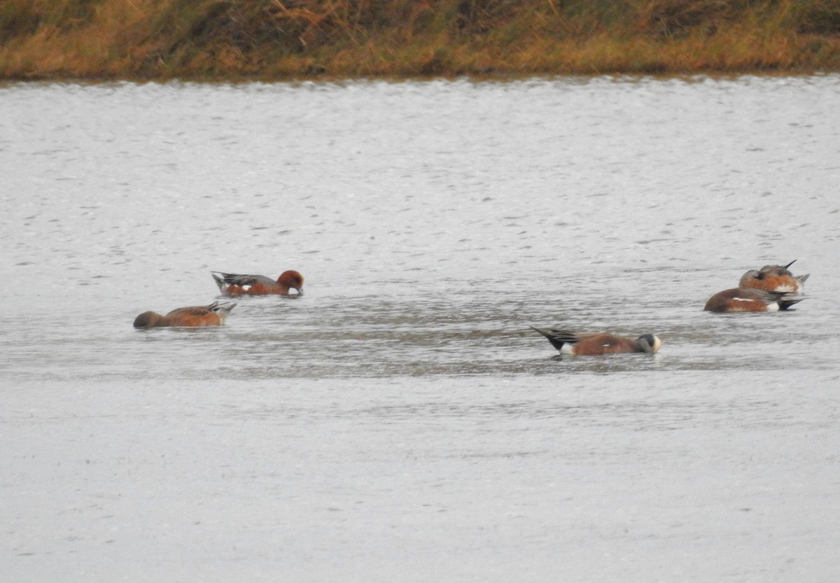 Eurasian Wigeon - ML627030998