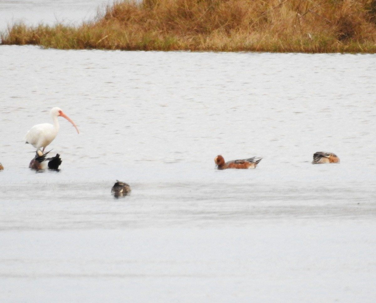 Eurasian Wigeon - ML627031015