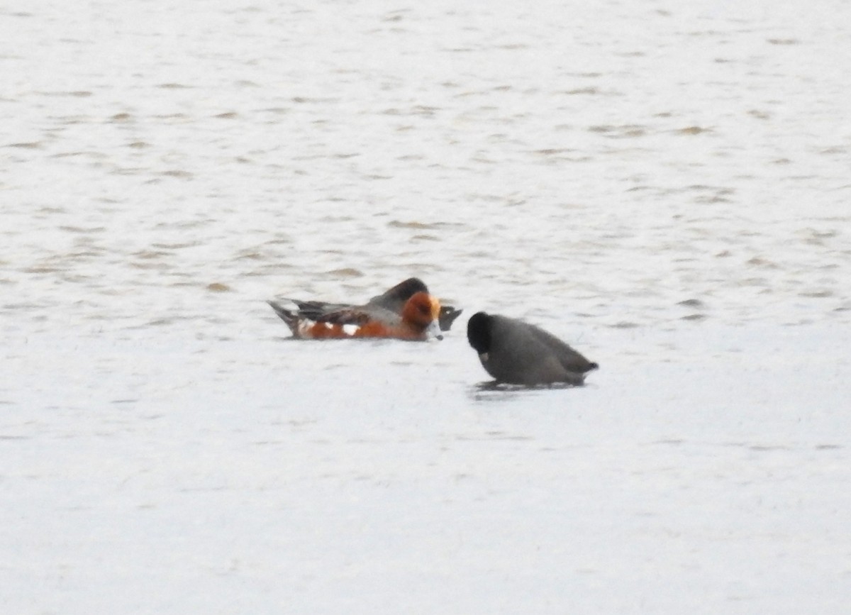 Eurasian Wigeon - ML627031027