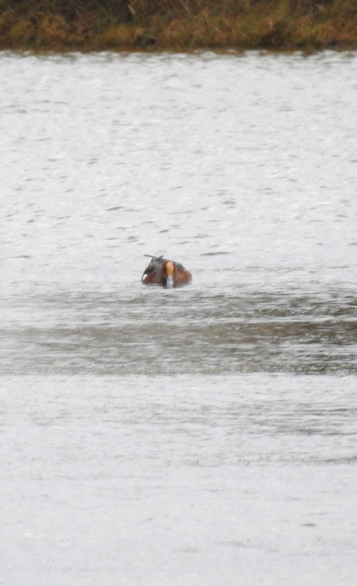 Eurasian Wigeon - ML627031052