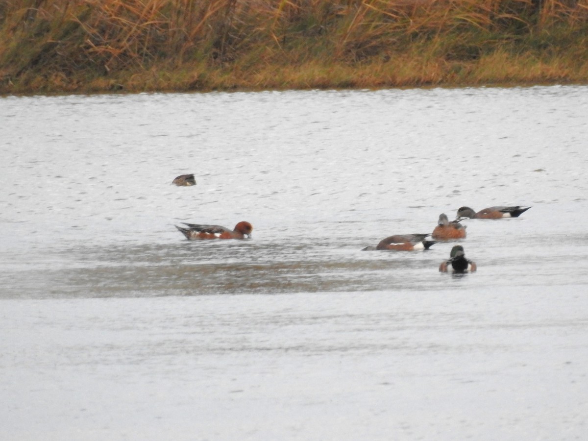 Eurasian Wigeon - ML627031065