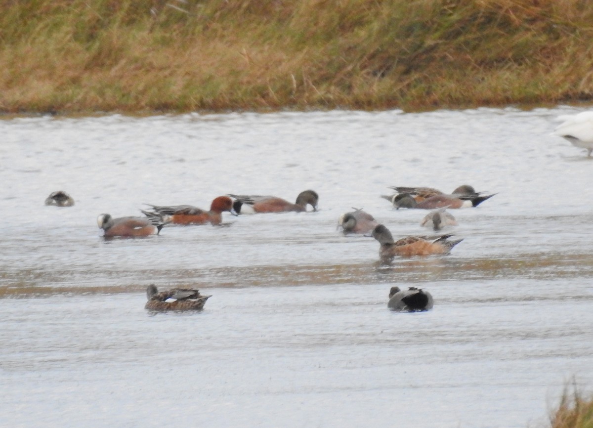 Eurasian Wigeon - ML627031070