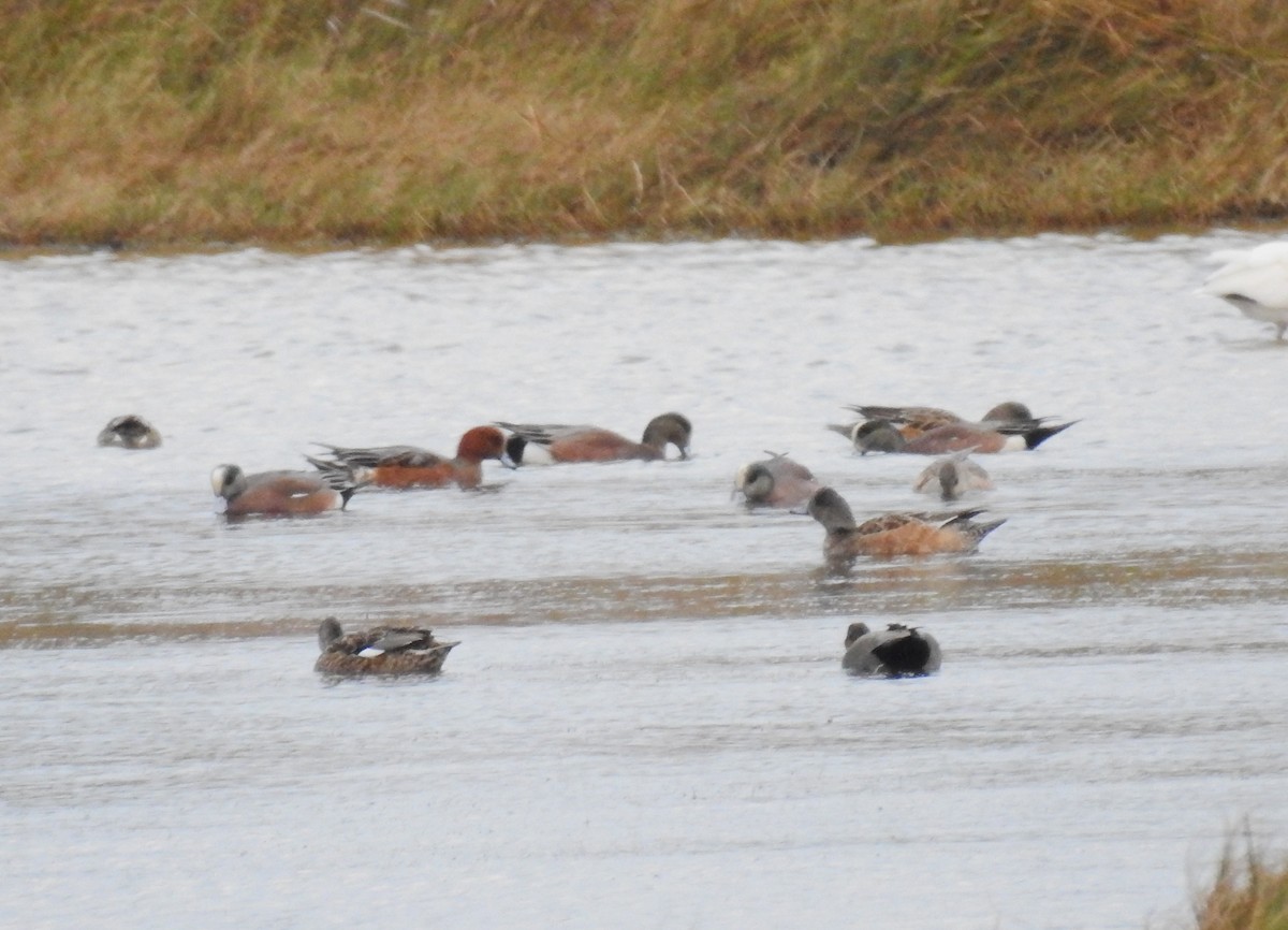 Eurasian Wigeon - ML627031070