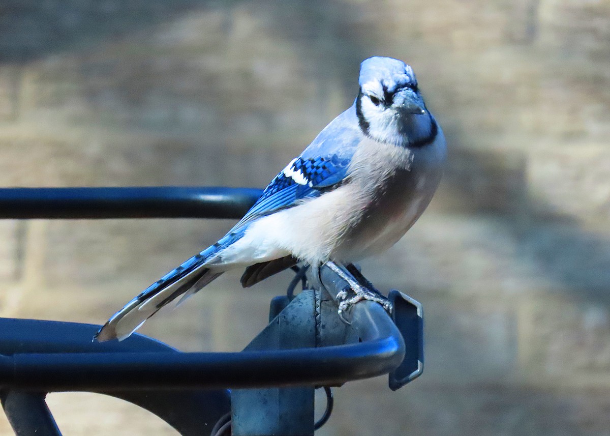 Blue Jay - ML627031167