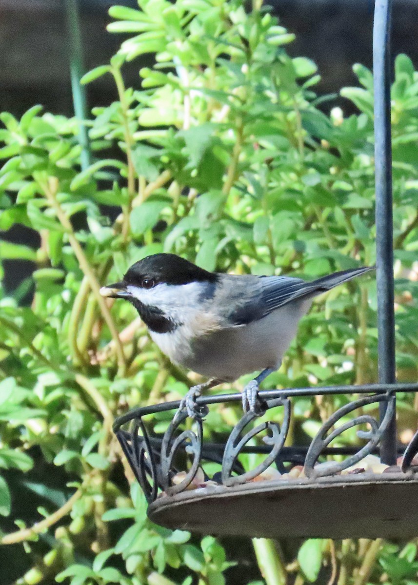 Carolina Chickadee - ML627031173