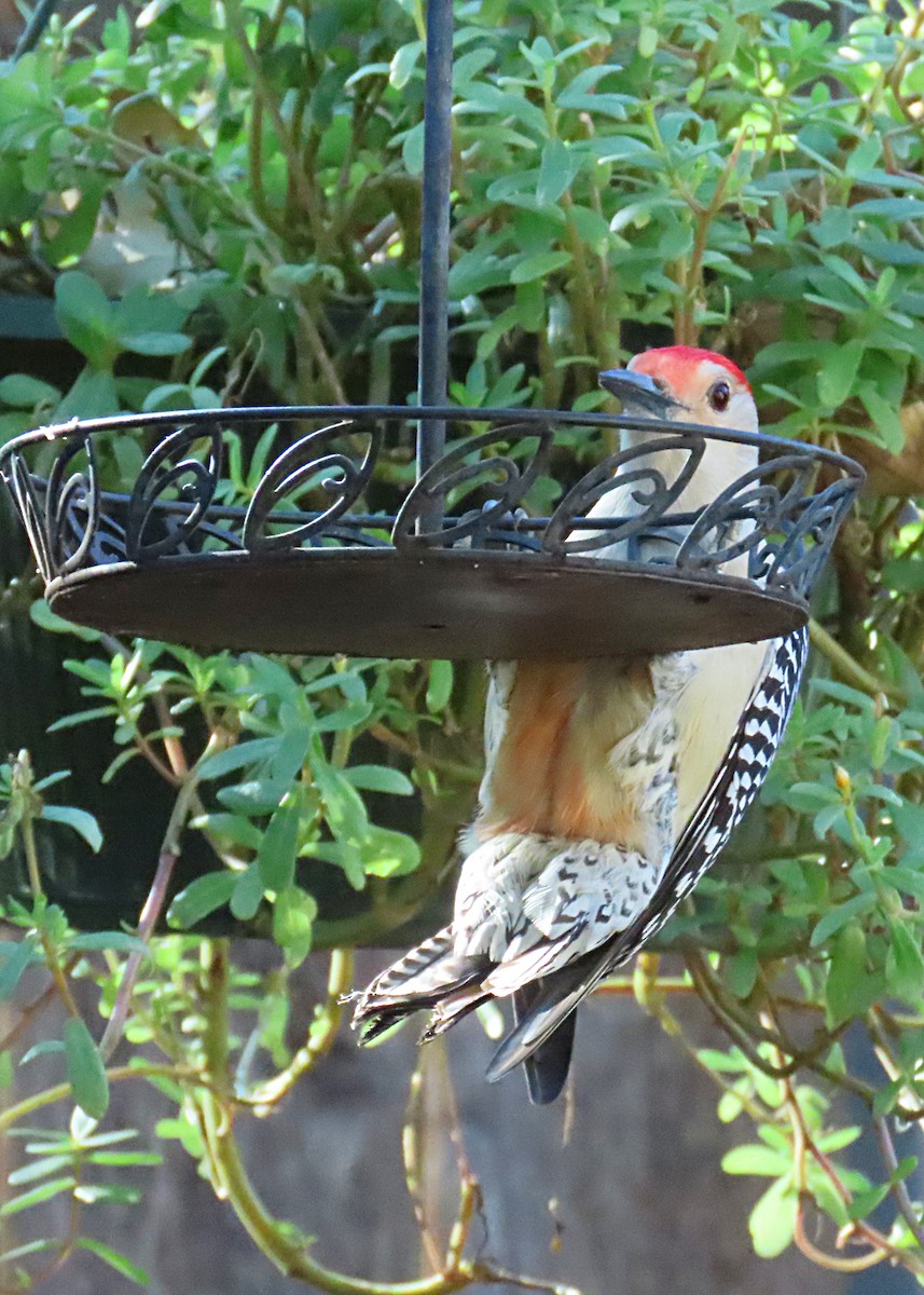 Red-bellied Woodpecker - ML627031186