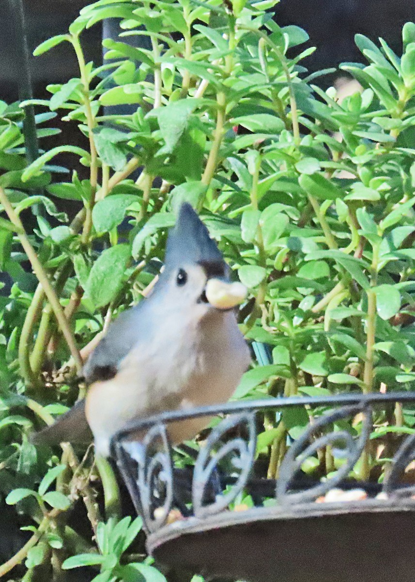 Tufted Titmouse - ML627031193