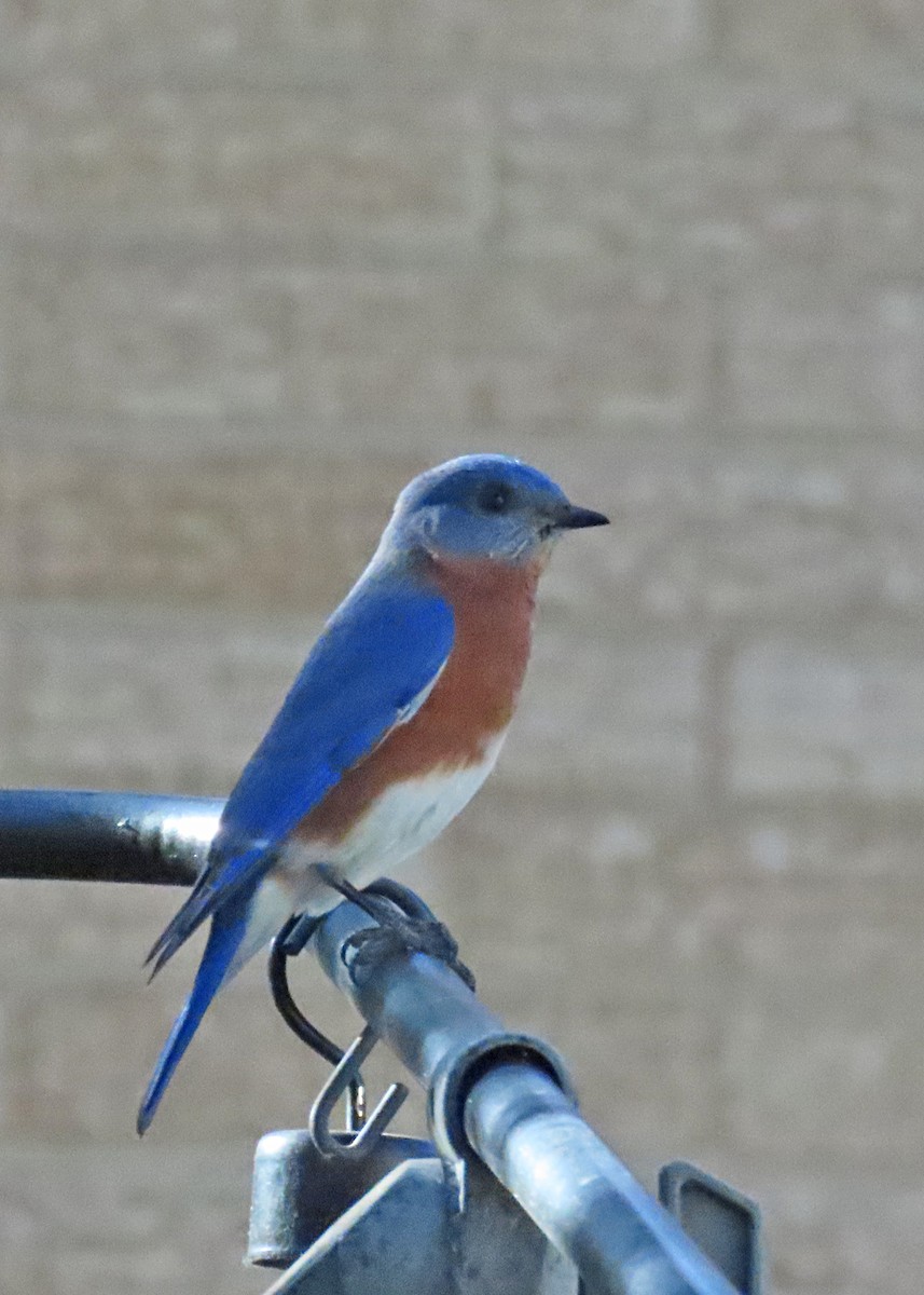 Eastern Bluebird - ML627031219